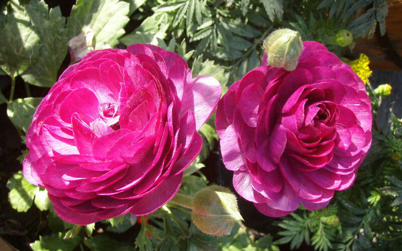 Two Magenta Ranunculus Flowers