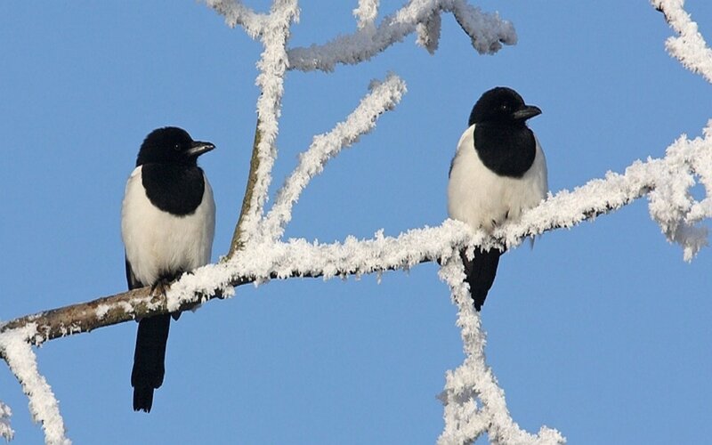 Two Magpies on Branch