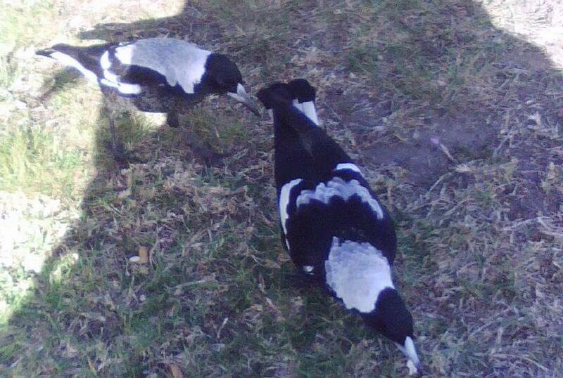 Two Magpies on Grass — Black