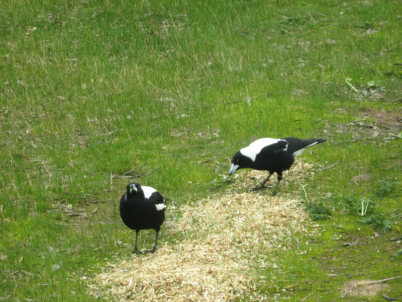 Two magpies on grass
