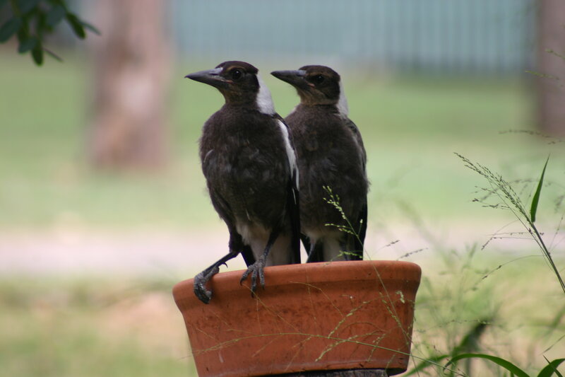 Two Magpies on Pot