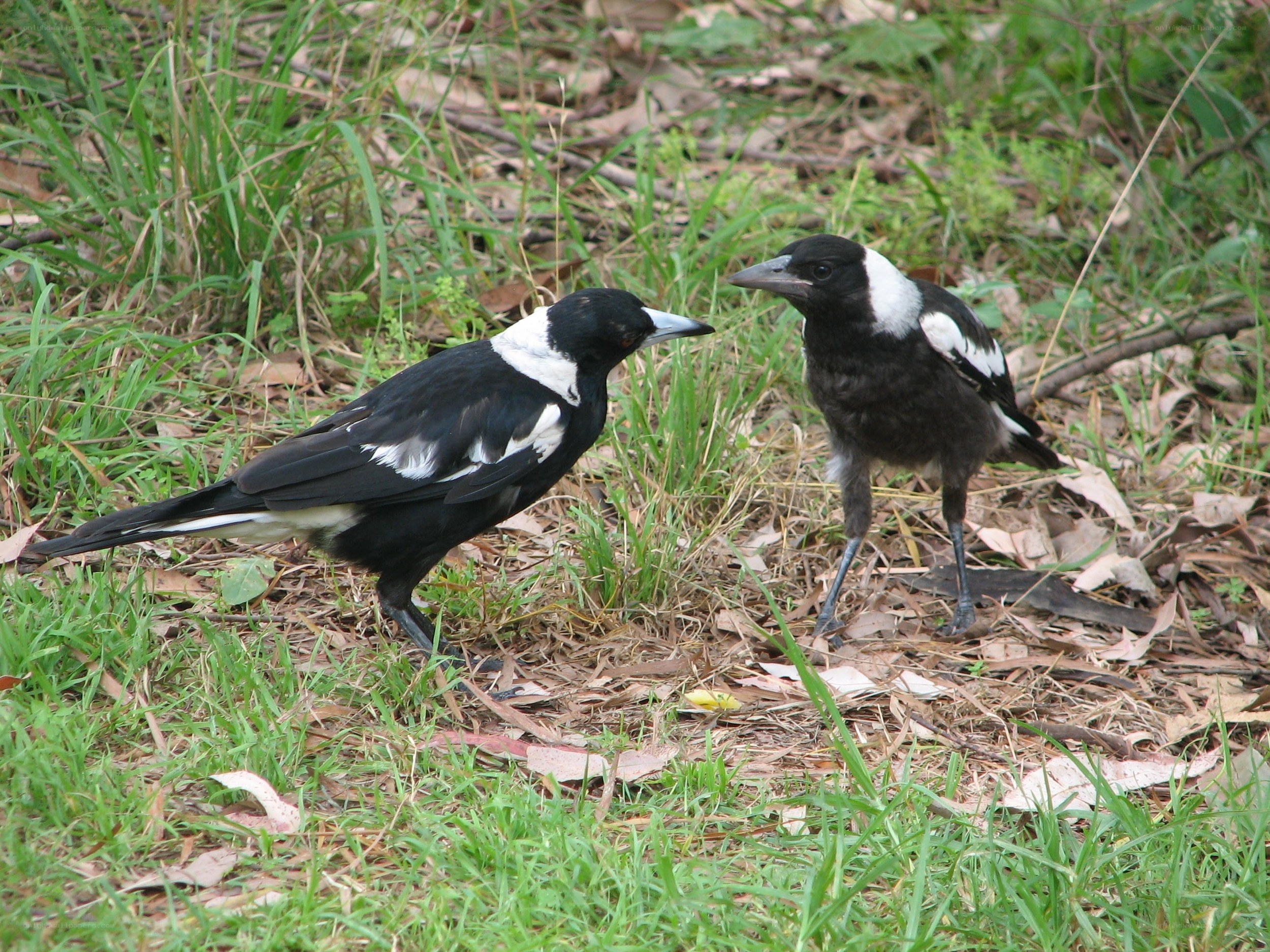 Two magpies on the ground
