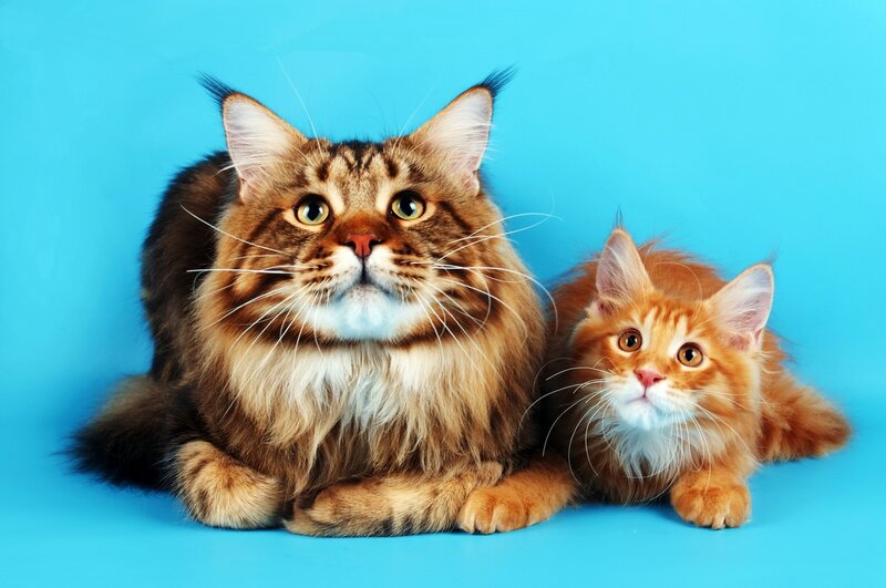 Two Maine Coon Cats — Blue