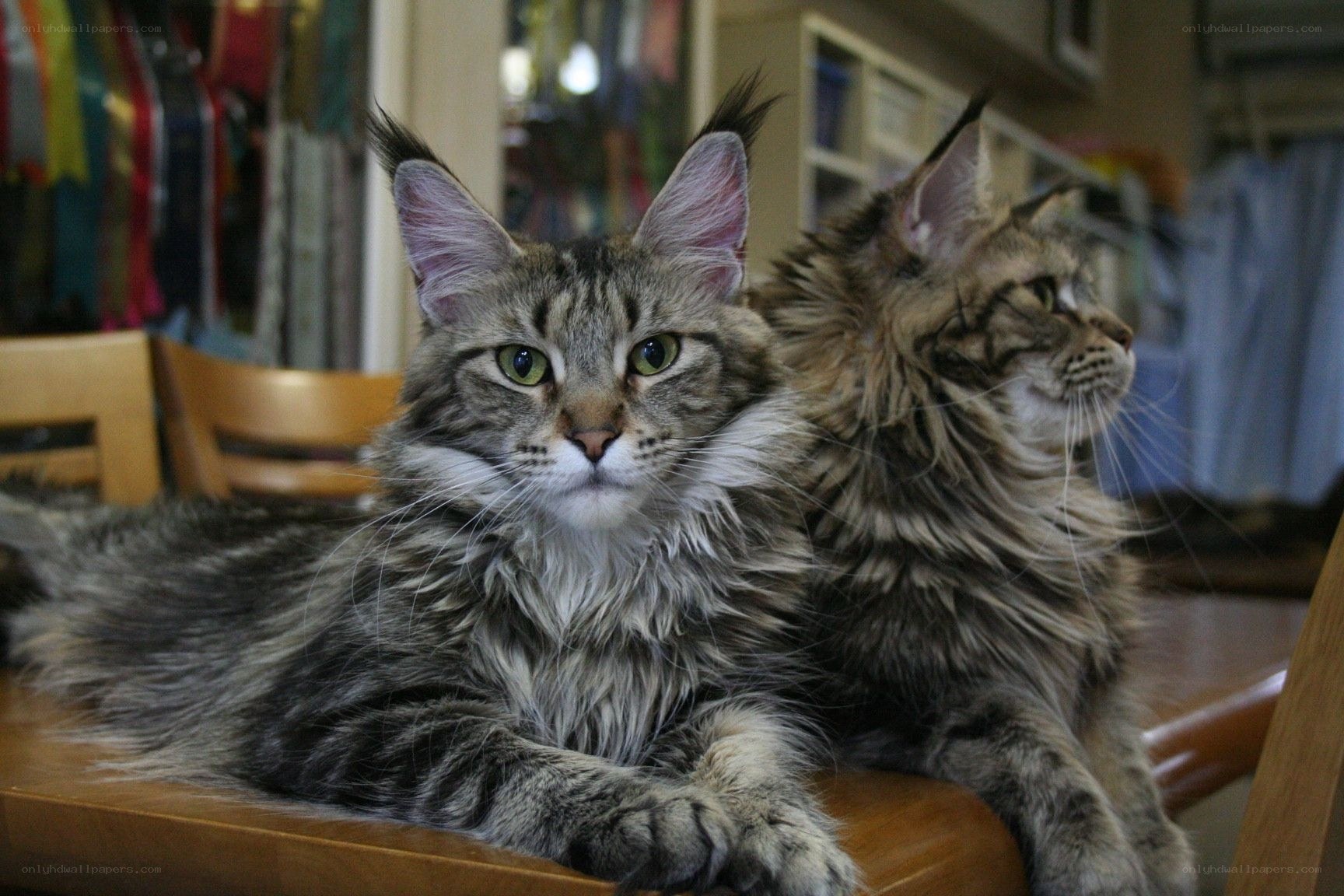 Two Maine Coon cats on a table