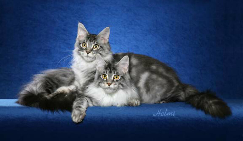 Two Maine Coon Cats