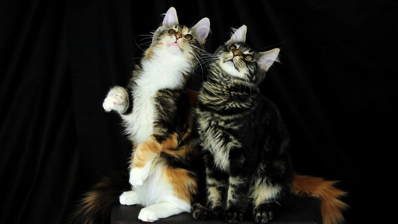 Two Maine Coon Kittens — Black