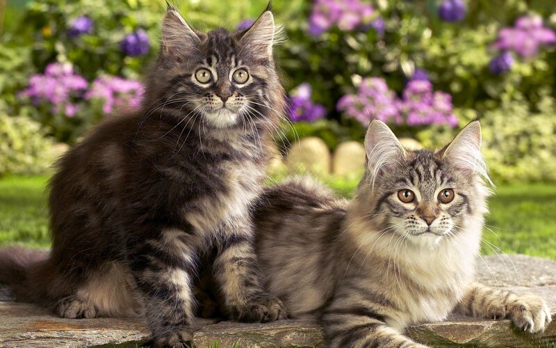 Two Maine Coon Kittens — Green, Calm