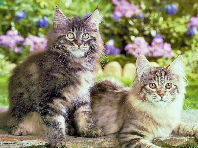 Two Maine Coon Kittens — Green