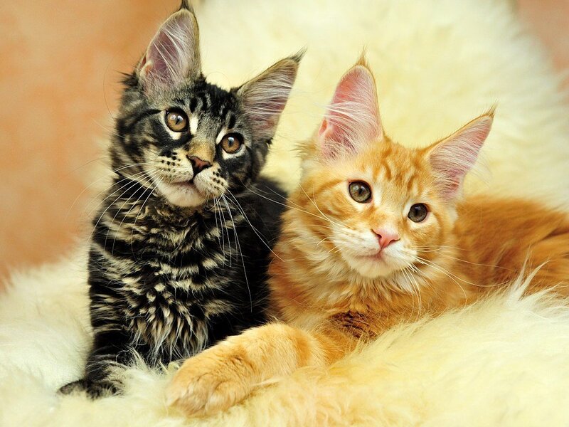Two Maine Coon Kittens — Orange