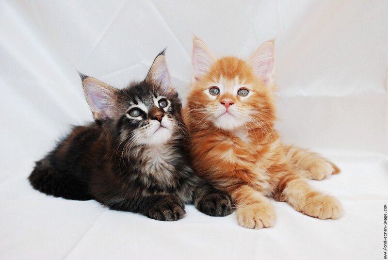 Two Maine Coon Kittens — White