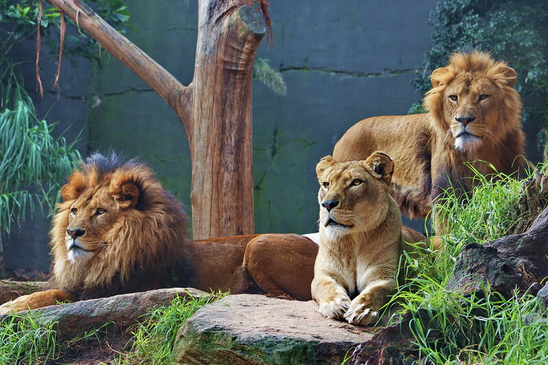 Two Male Lions and a Lioness