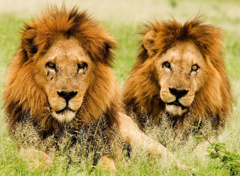 Two Male Lions — Brown, Calm, Afternoon, Photograph, Grass