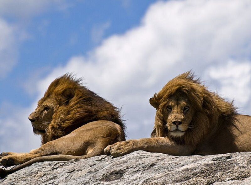Two Male Lions — Brown, Calm, Afternoon, Photograph, Rock, Sky