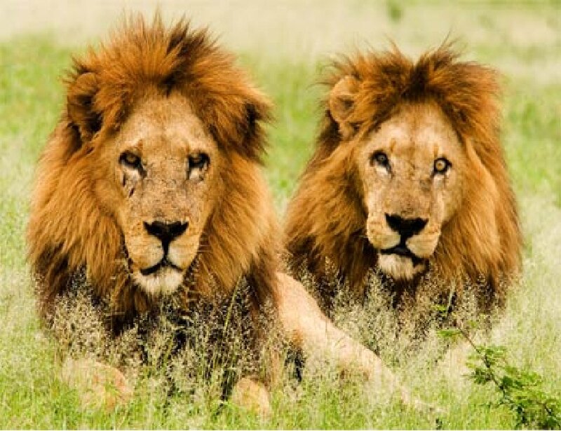Two Male Lions — Brown, Calm, Afternoon, Photograph