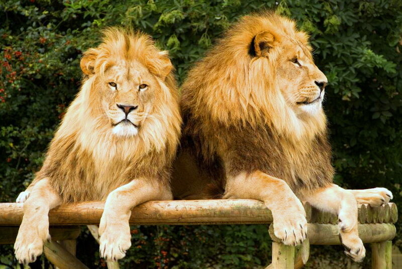 Two Male Lions — Brown, Calm, Afternoon