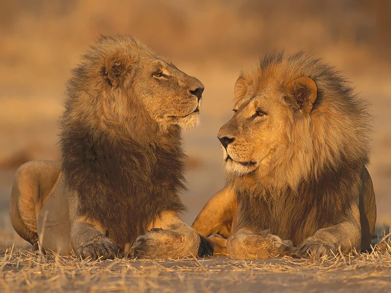 Two Male Lions — Brown, Calm, Sunset, Photograph