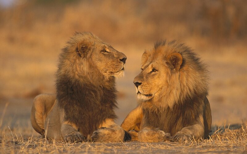 Two Male Lions — Brown, Calm, Sunset