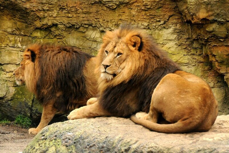 Two Male Lions — Brown, Calm