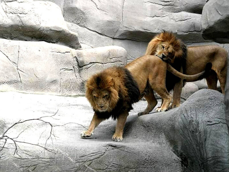 Two Male Lions — Brown, Neutral