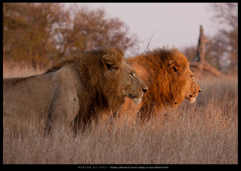 Two Male Lions — Brown