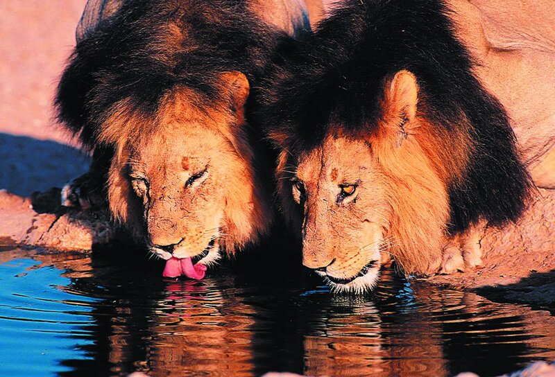 Two Male Lions Drinking