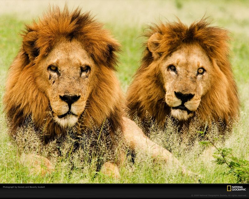 Two Male Lions in Grass