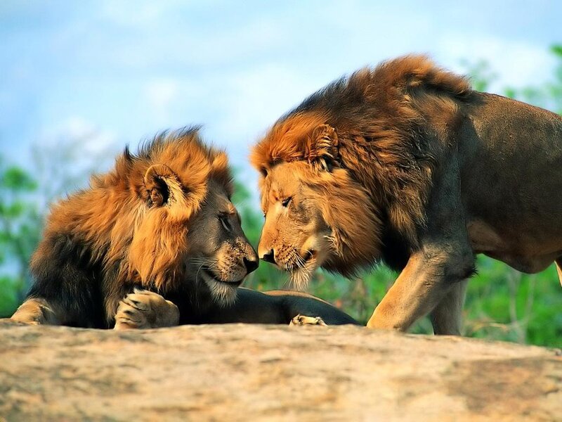 Two Male Lions Interacting