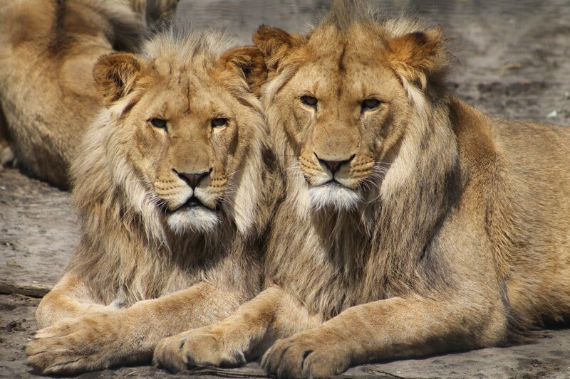 Two Male Lions Lying — Brown