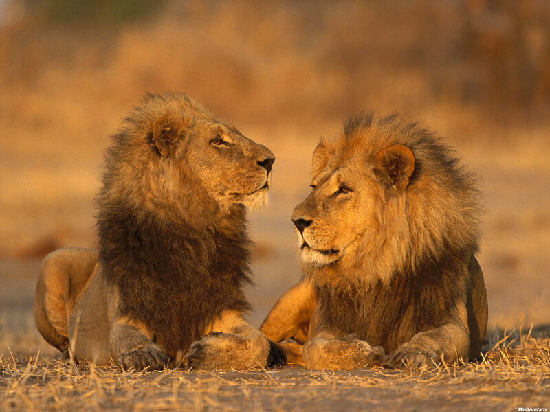 Two Male Lions Lying