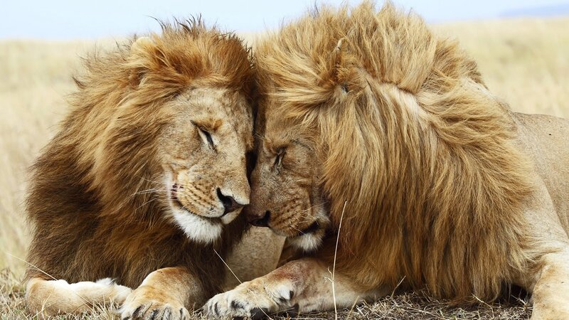 Two Male Lions Nuzzling
