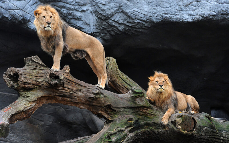 Two Male Lions on Log