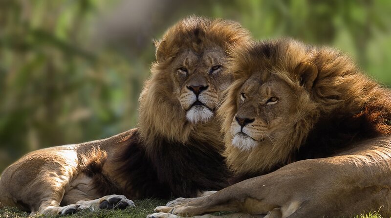 Two Male Lions Resting — Brown, Calm, Afternoon, Photograph, Grass