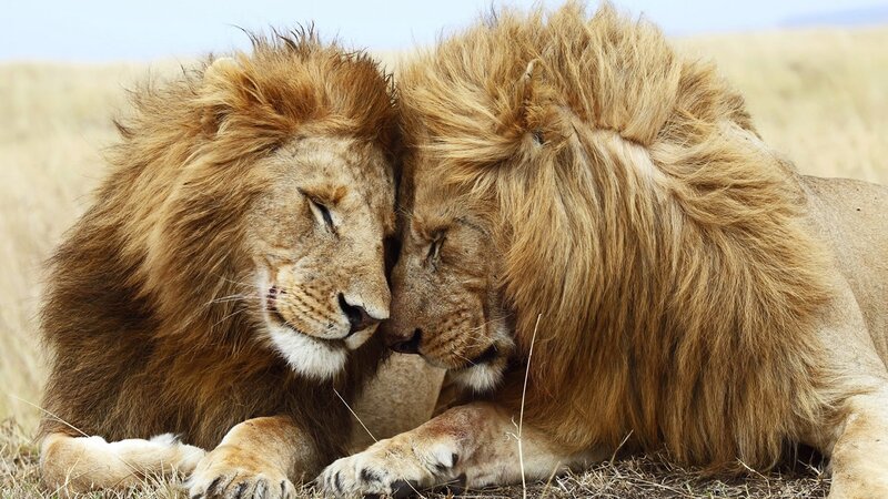 Two Male Lions Resting — Brown, Calm, Afternoon, Photograph, Grassland, Sky, Tan, Blue