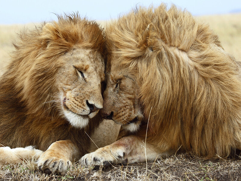 Two Male Lions Resting — Brown, Calm, Afternoon, Photograph