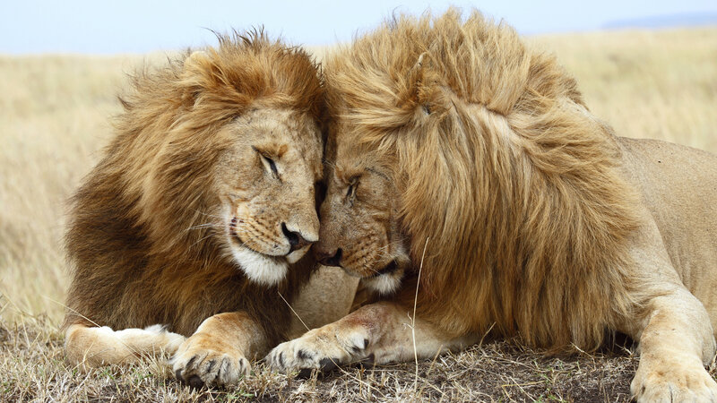 Two Male Lions Resting — Brown, Calm