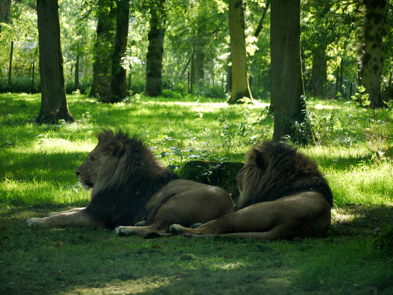 Two Male Lions Resting — Green