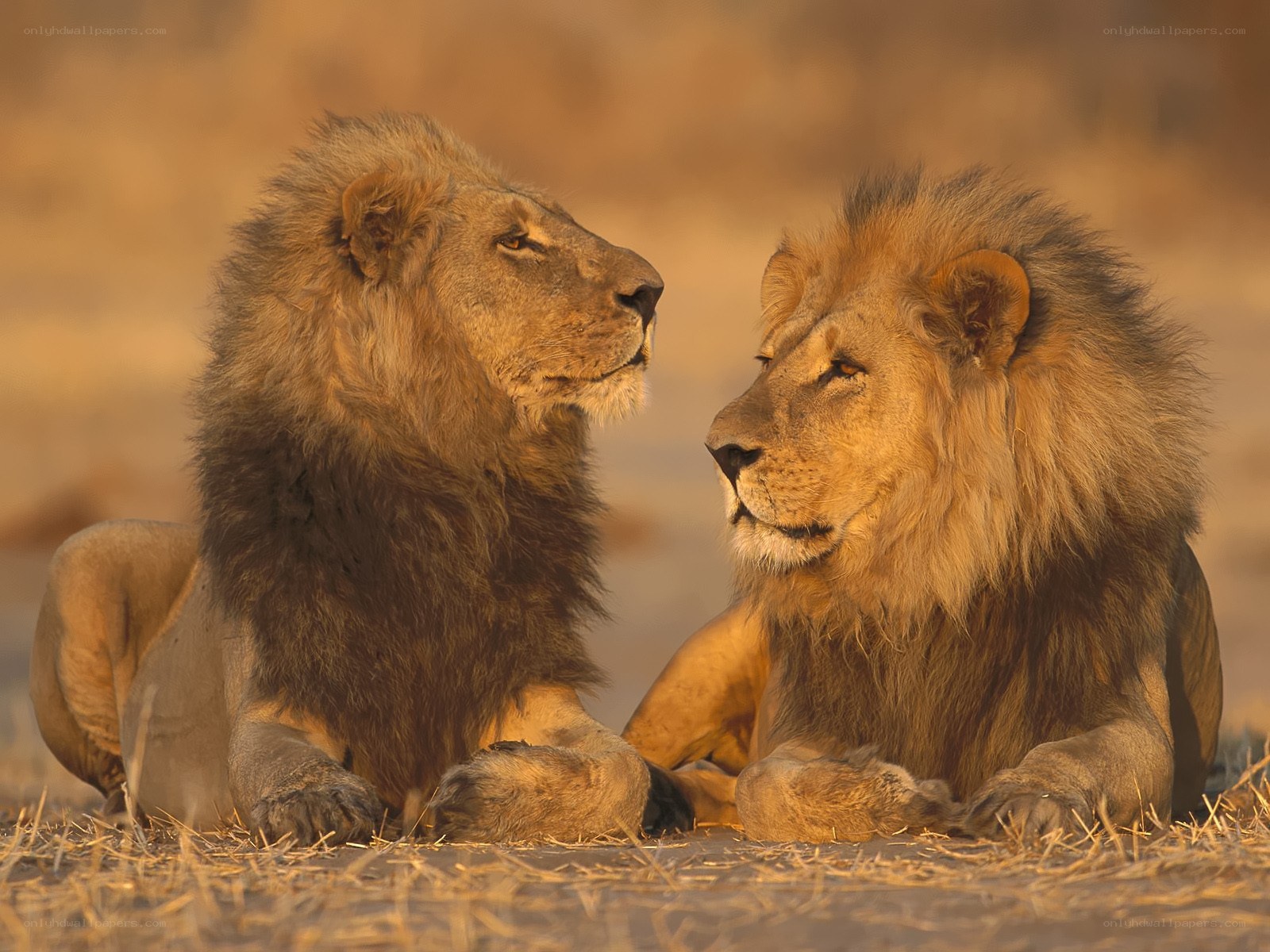 Two male lions resting