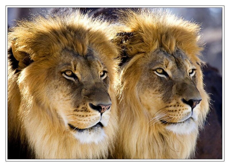 Two Male Lions