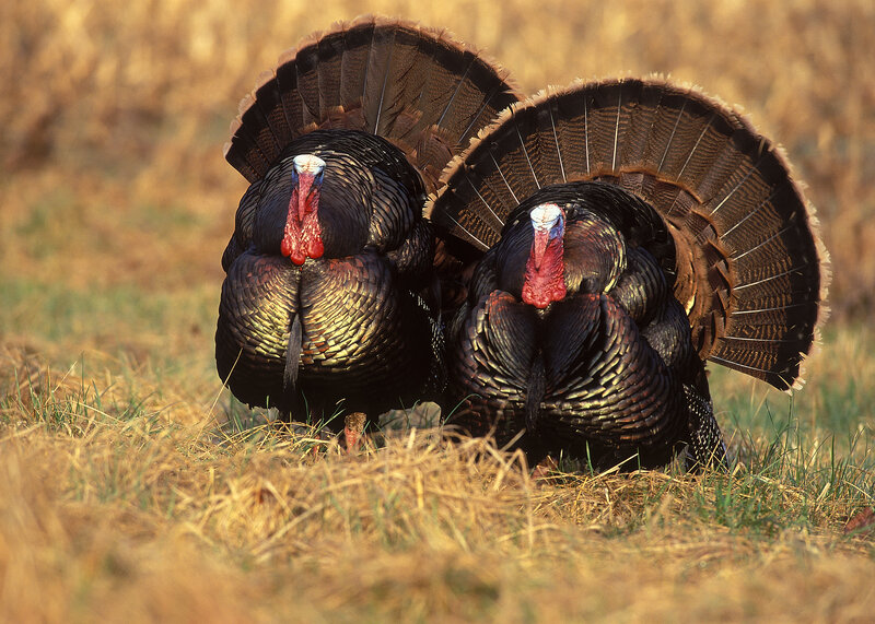 Two Male Turkeys