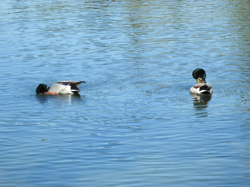 Two Mallard Ducks — Blue