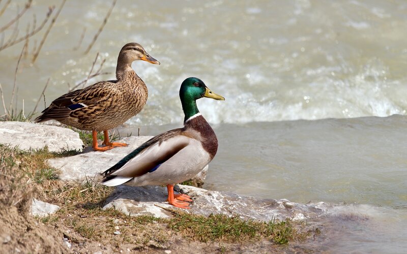 Two Mallard Ducks — Brown