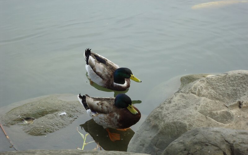Two Mallard Ducks — Green, Calm