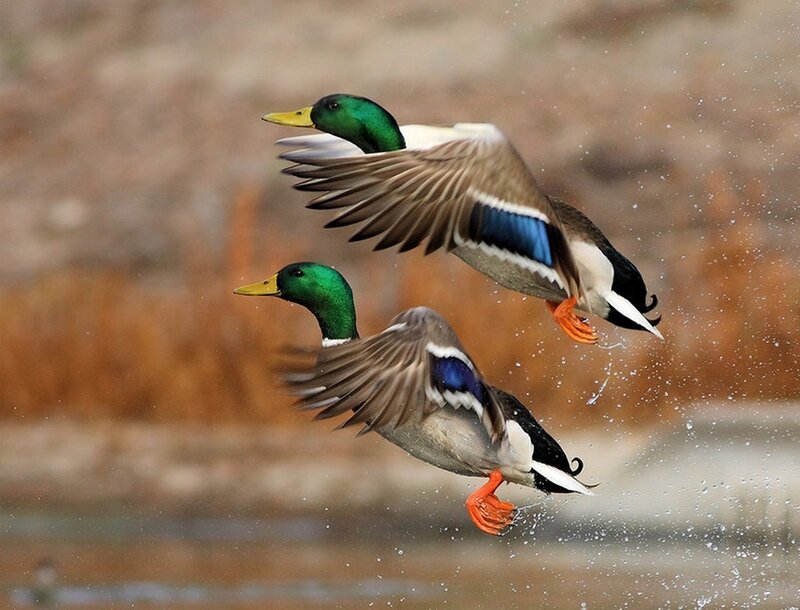 Two Mallard Ducks — Green, Dynamic, Photograph