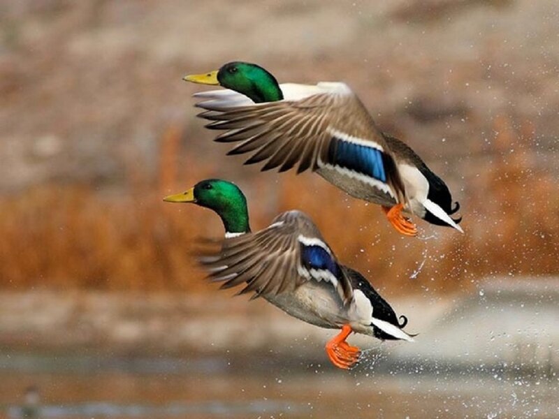 Two Mallard Ducks — Green, Dynamic