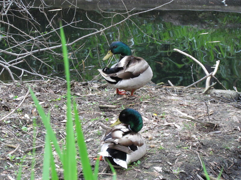 Two Mallard Ducks — Green