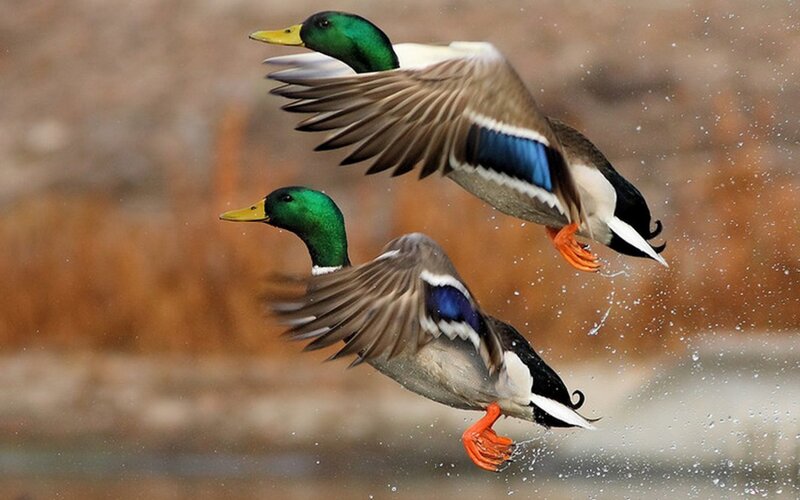 Two Mallard Ducks in Flight — Green
