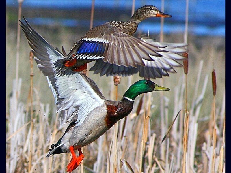 Two Mallard Ducks in Flight