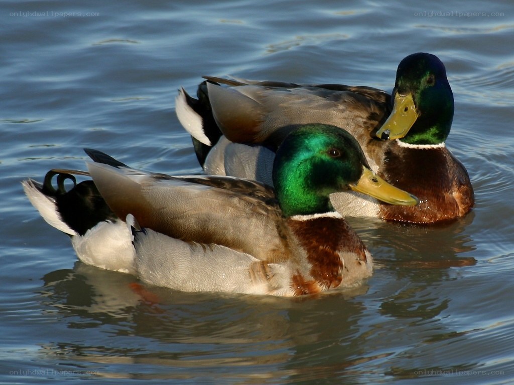Two mallard ducks swimming
