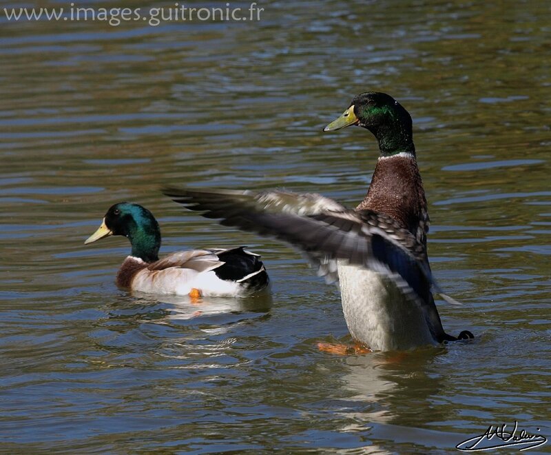 Two Mallard Ducks