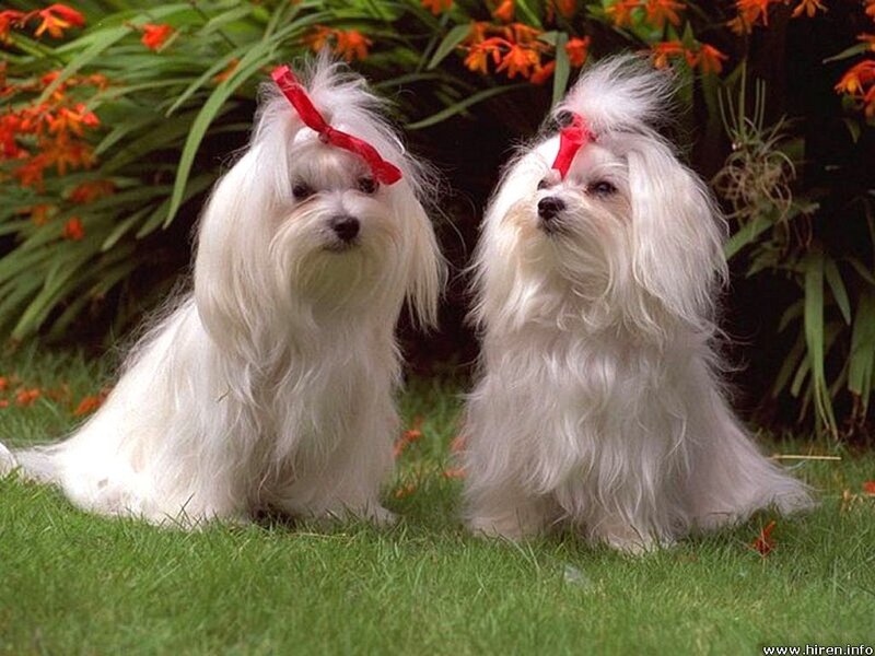 Two Maltese dogs with bows